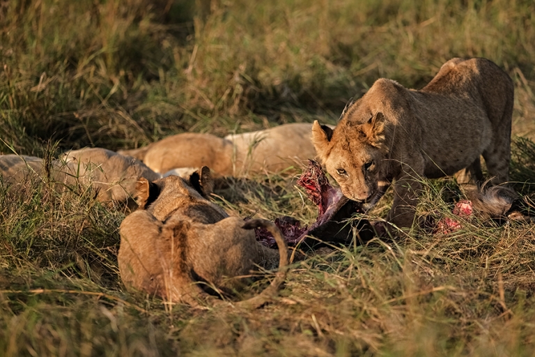 fuji xt3 wildlife