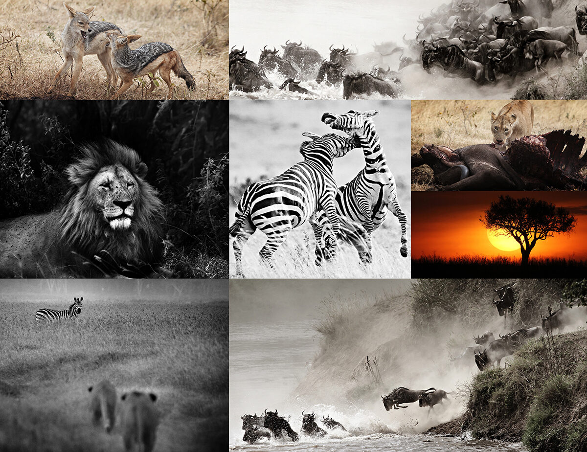 Wildlife photographed on the Masai Mara during the great migration, Kenya