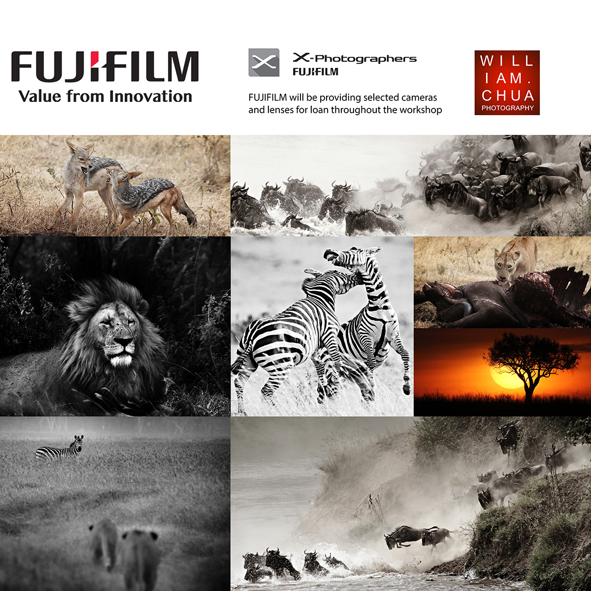 Wildlife photographed on the Masai Mara during the great migration, Kenya