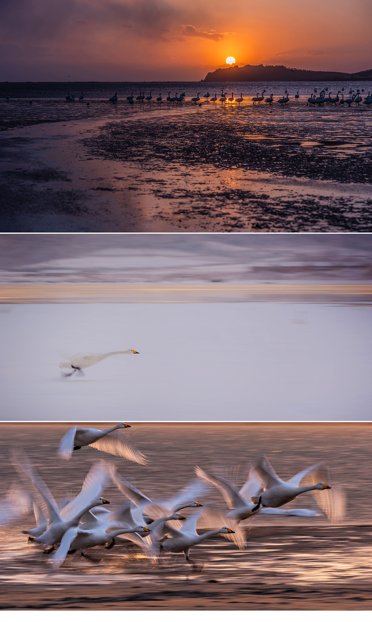 Whooper swans on the Yellow Sea coast at Weihai, Shandong, China